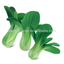 PK10 Guanhua early maturity op pakchoi seeds, rape seeds for planting